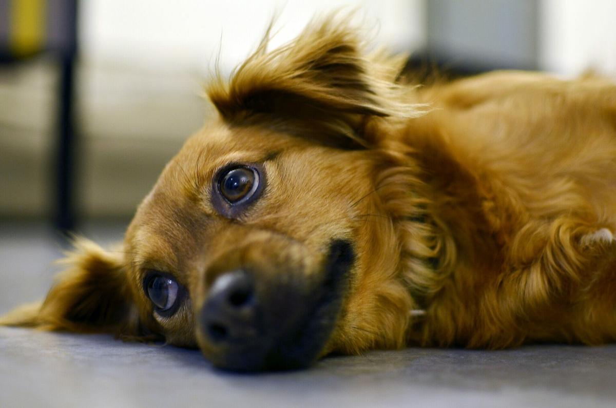 Milk Thistle for Dogs