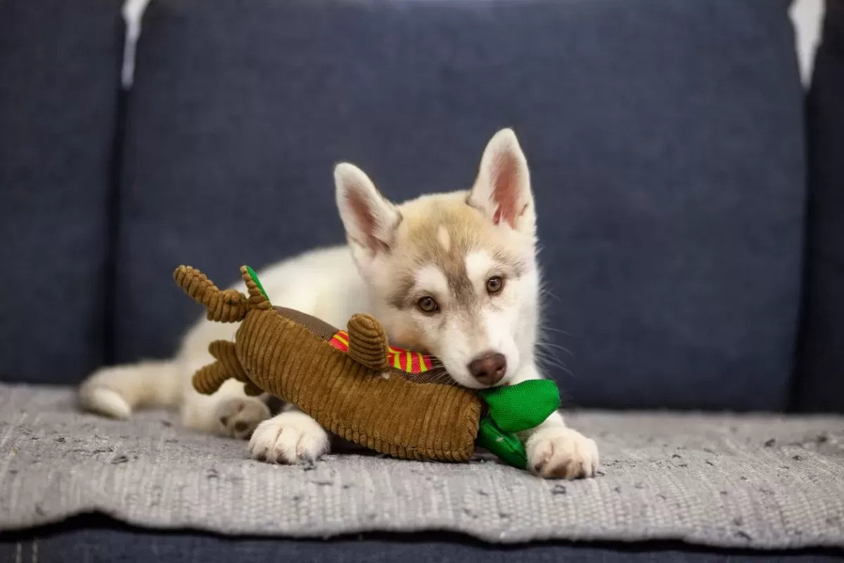 Puppy Teeth Falling Out​