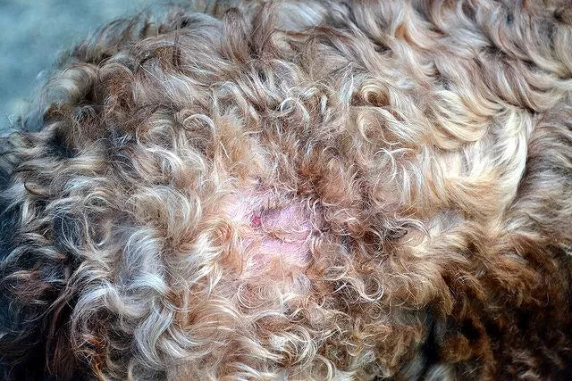 Hot Spots in Active Dogs: Why Energetic Breeds Are at Higher Risk