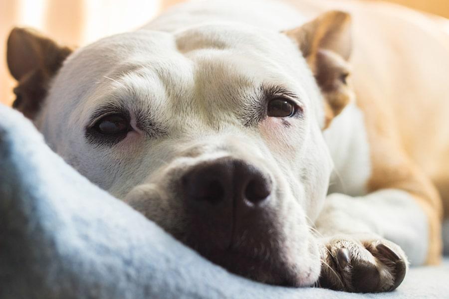 Encephalitis in Dogs: A Comprehensive Guide