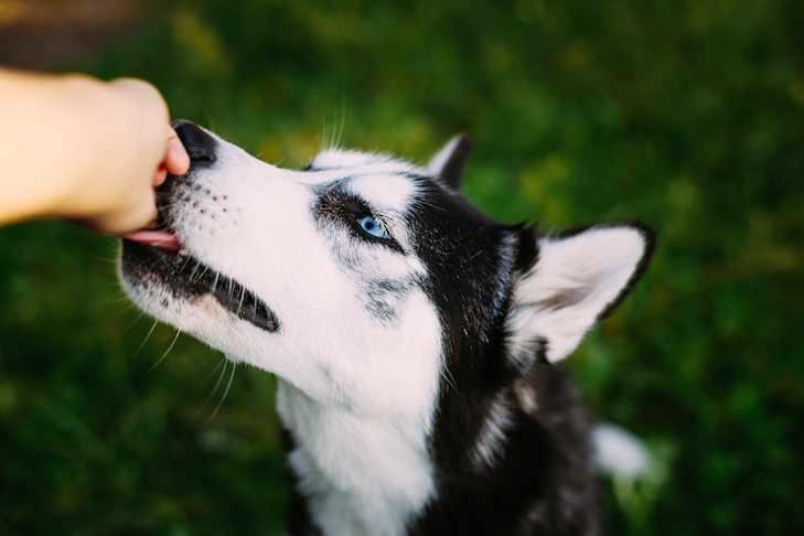 Artificial Sweeteners for Dogs