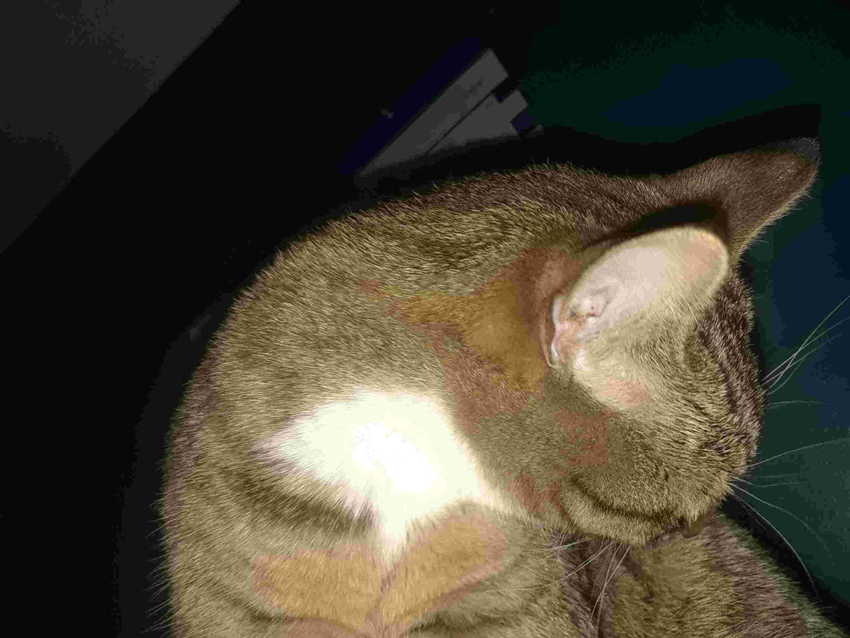 Cat Losing Hair: Hair Regrowth Guide