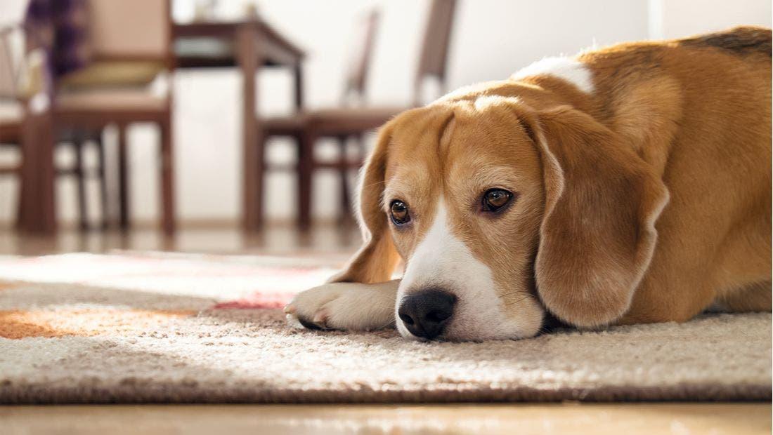Canine Atrial Fibrillation​