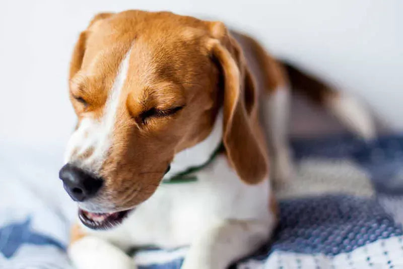 Home Remedies for Sneezing Dog