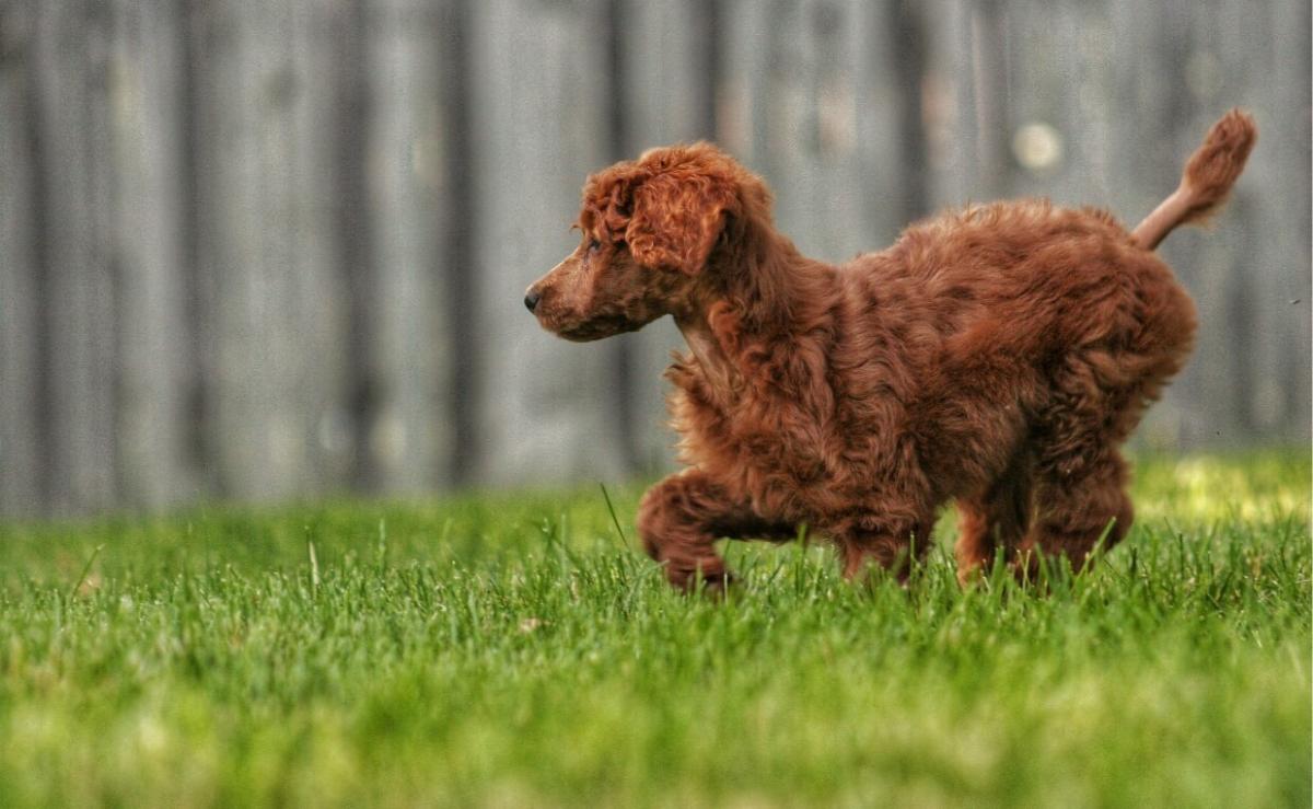 Choosing Weed Killer Safe for Dogs
