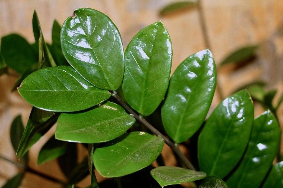 Are Zee Zee Plant Toxic to Cats