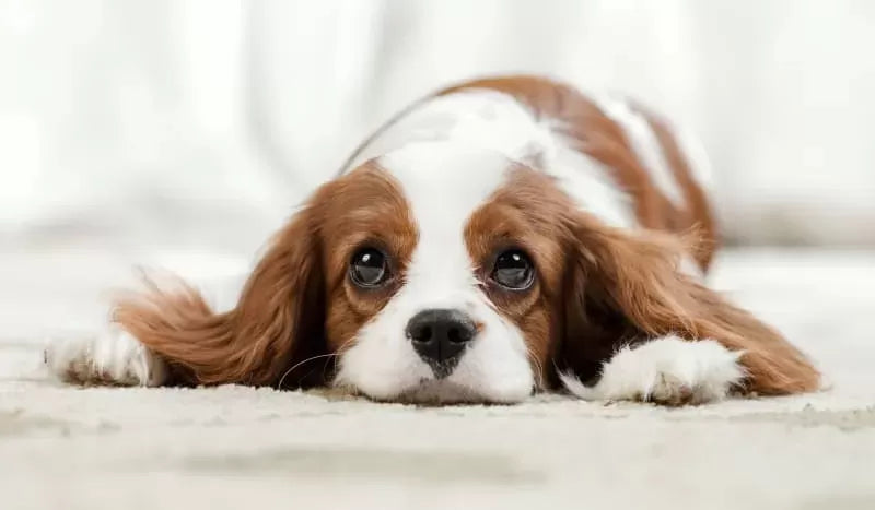 11 Signs Your Dog Needs to Be Neutered