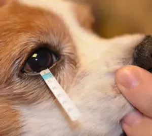 Dry Eye (KCS) in Dogs: Causes, Symptoms, and Treatment