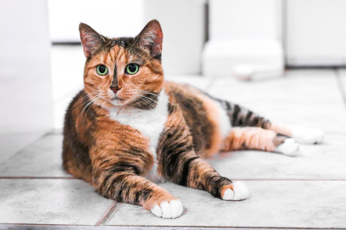 Color of Cats and Personality