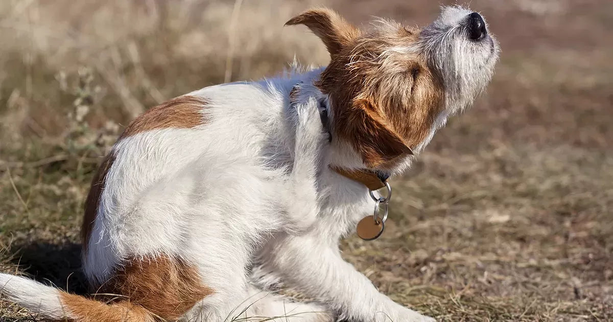 Understanding and Addressing Dog Itchy Skin