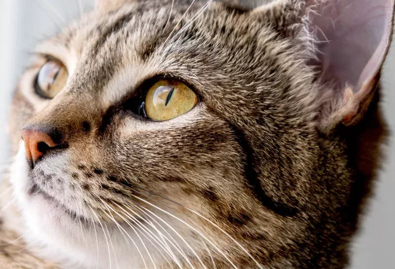 What Colors Do Cats Like？
