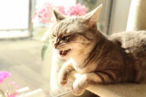 What Makes A Cat Sneeze