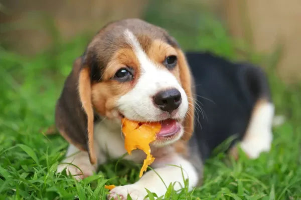 Can Dogs Eat Papaya​