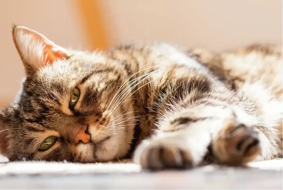 Does My Cat Need A Friend
