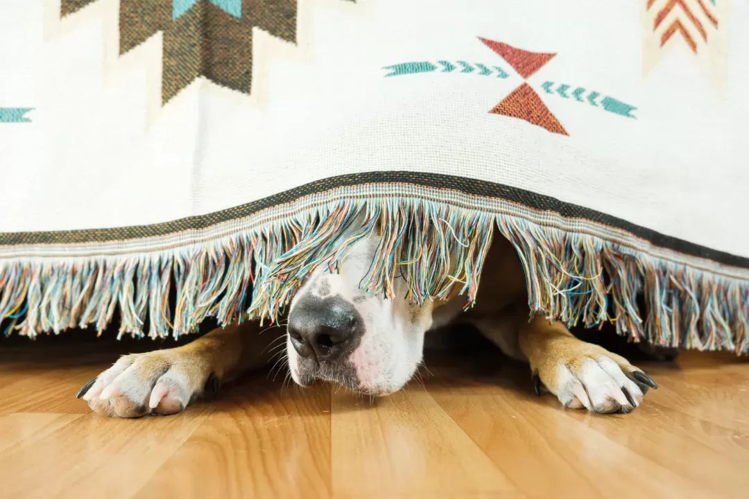 Displacement Behavior in Dogs