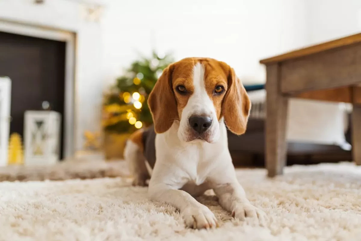 Why Do Dogs Scratch the Carpet