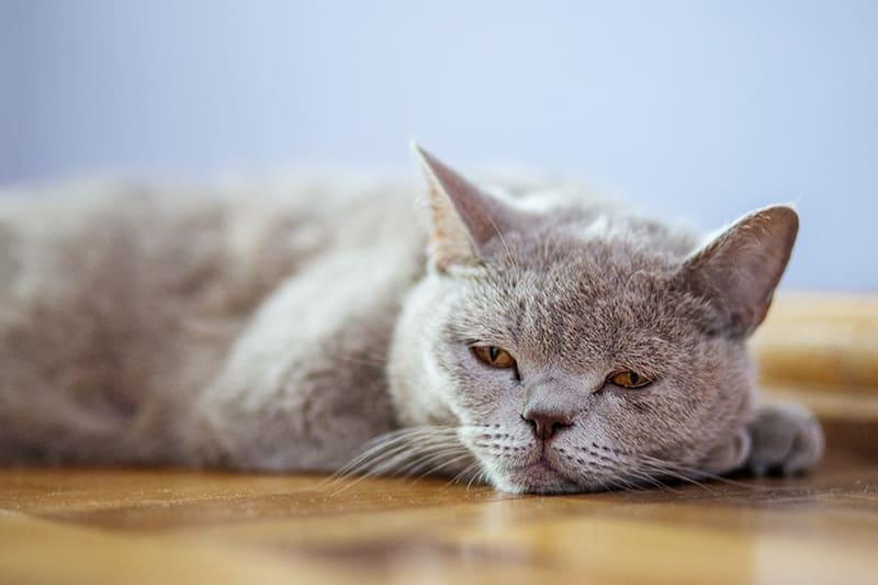 Is My Cat Ill