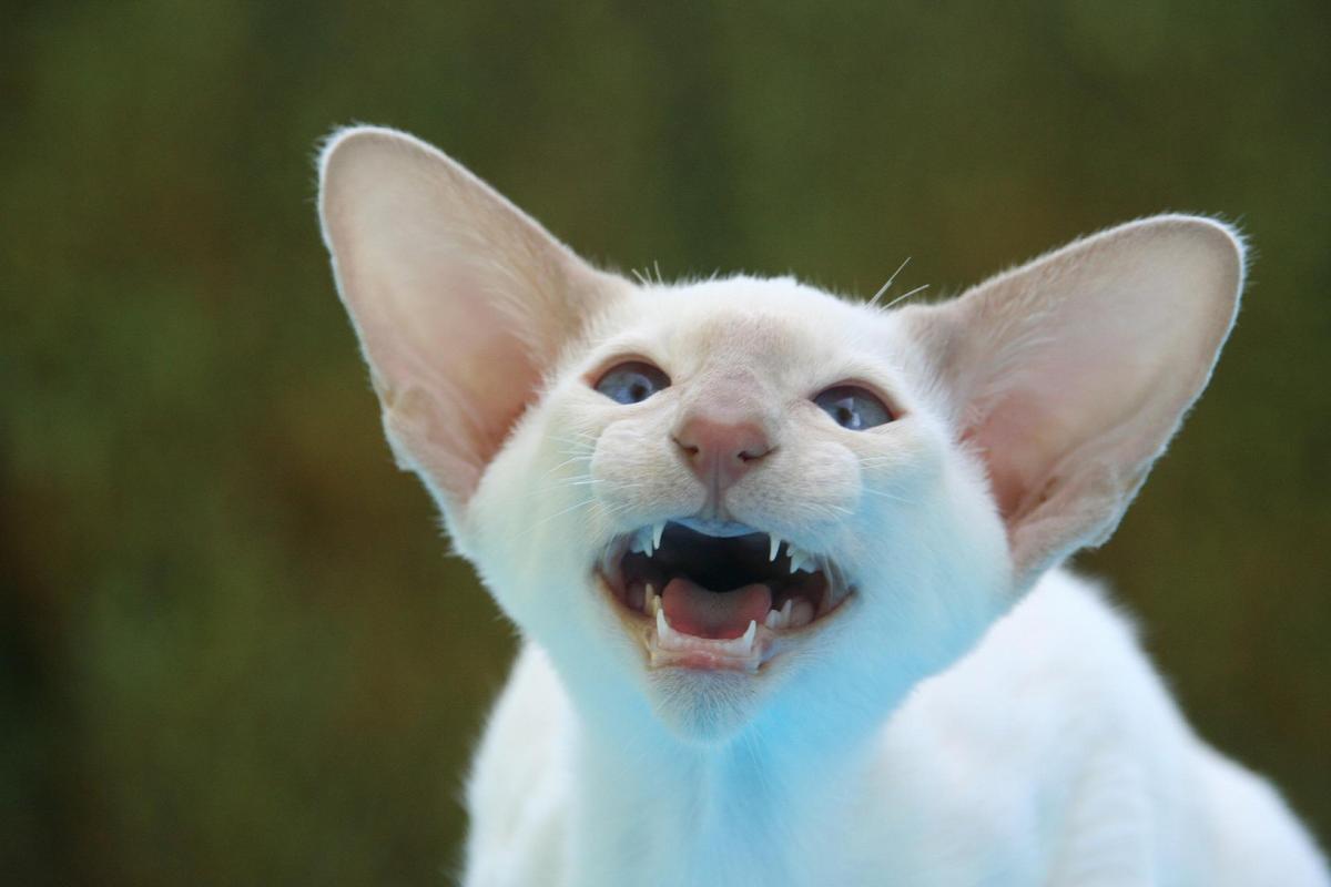 Cat Breeds with Big Ears