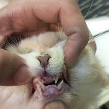Tooth Misalignment in Cats