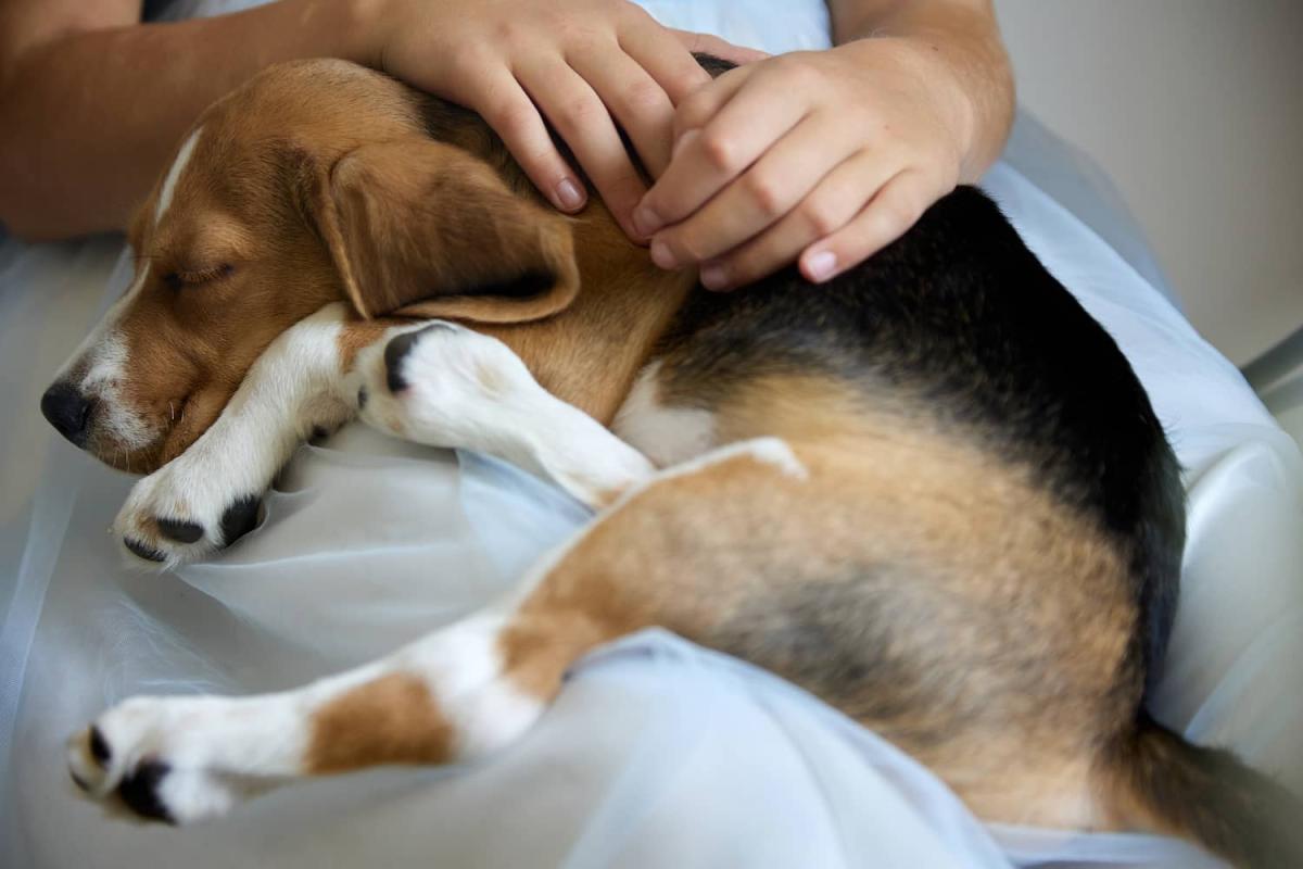 Exploring Canine Acl Reconstruction