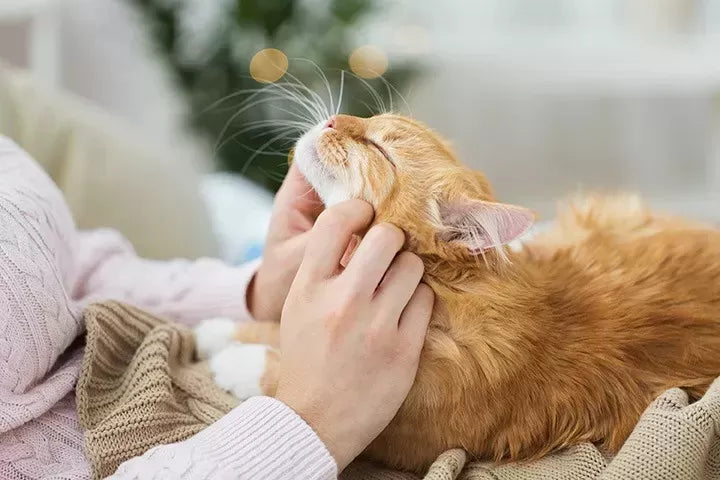 Comprehensive Guide on How to Take Care of a Cat