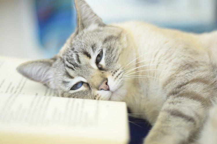 What To Do If You Give Cat Too Much Insulin