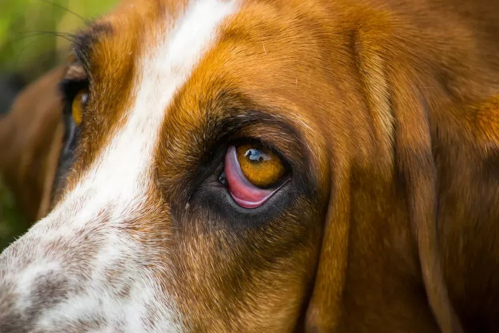 Unraveling Horner's Syndrome in Dogs