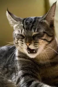 Cat Reverse Sneezing: Causes, Treatment, and When to Worry