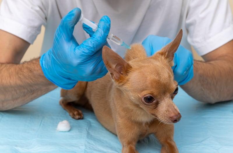 Bordetella Vaccine for Dogs
