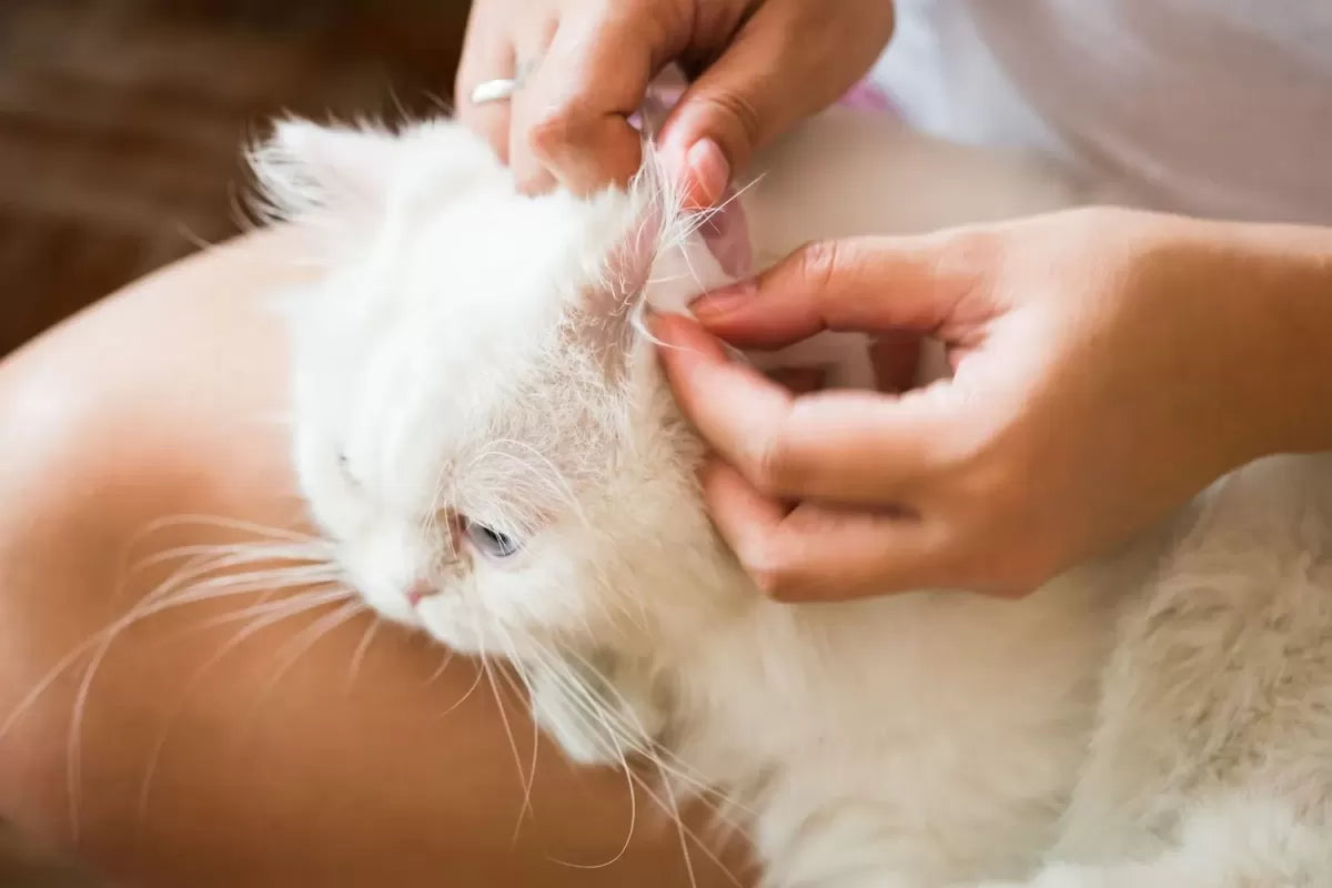 Ear Mites in Kittens