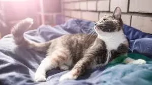 Why Do Cats Wag Their Tails While Lying Down