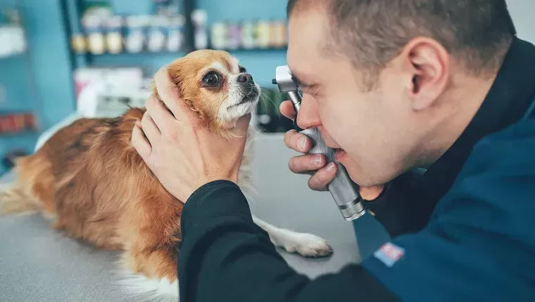 Corneal Dystrophy in Dogs