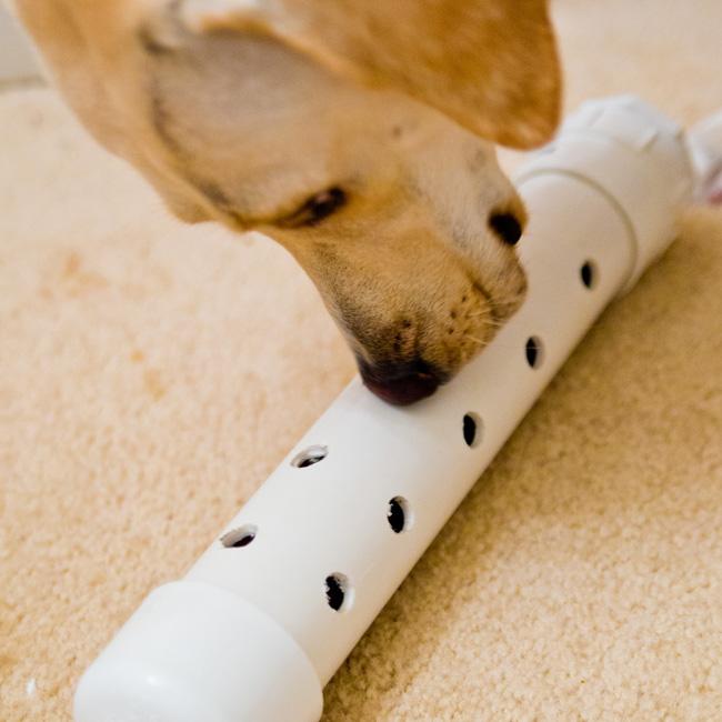 Canine Enrichment Toys: Keeping Your Dog Mentally and Physically Engaged