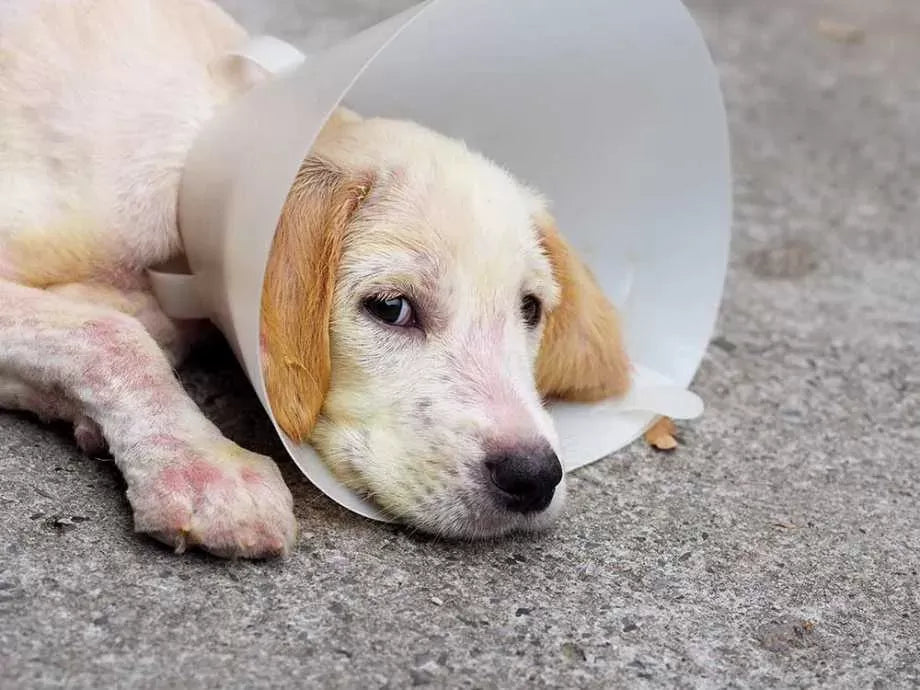 Demodex Mites in Dogs