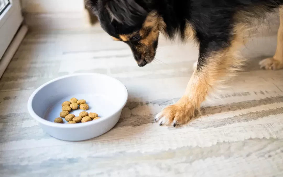Anorexia in Dogs