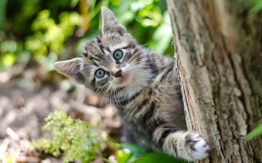Does a Cat Have 9 Lives? Unraveling the Myth and Reality