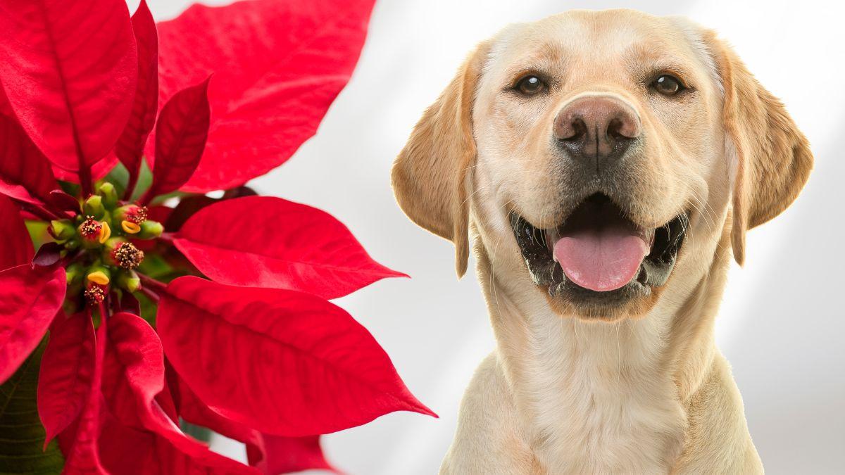 Are Poinsettias Poisonous to Dogs