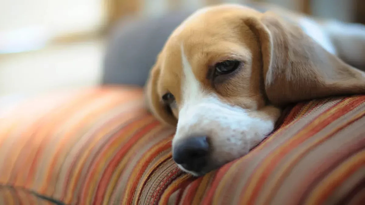 Understanding Lethargy in Dogs: Causes, Symptoms, and Solutions