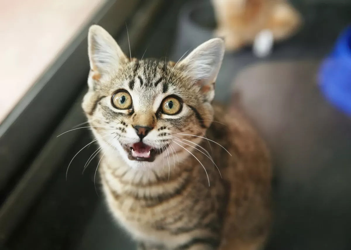 Do Cats Know Their Names? A Look into Feline Recognition and Communication