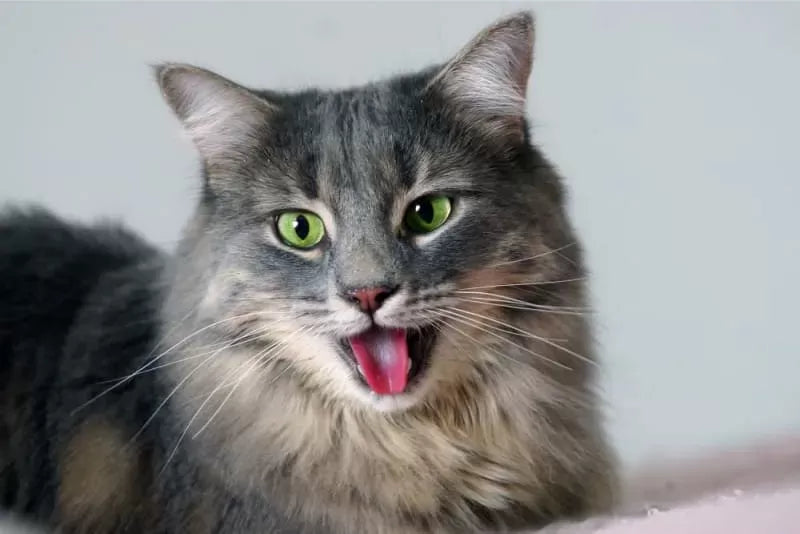 Understanding Heavy-Breathing Cats: Causes, Symptoms, and Care
