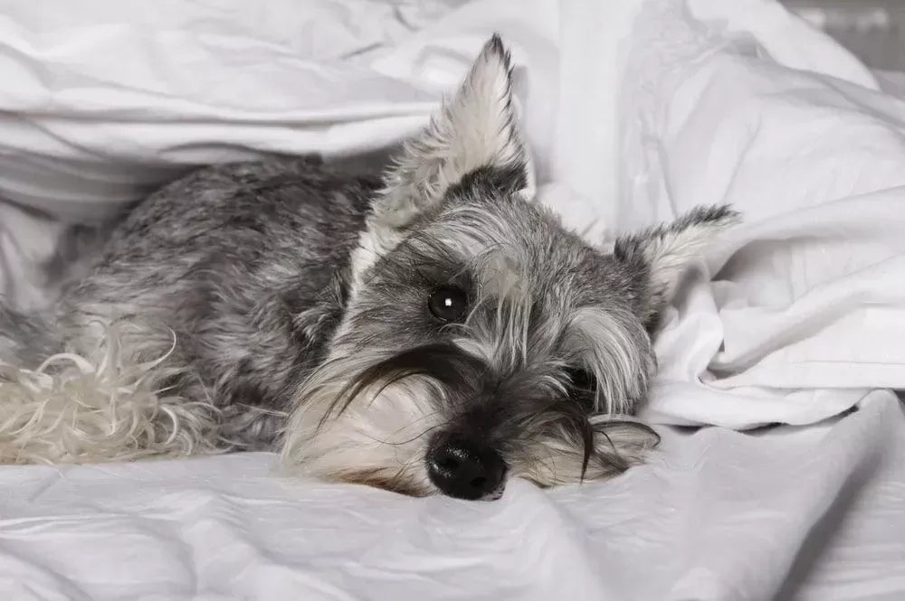 Can Dogs Get Strep Throat