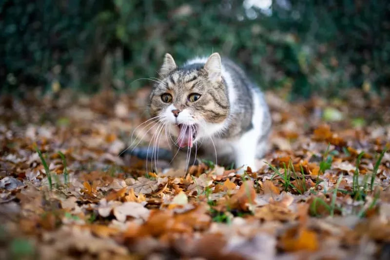 Cat Dry Heaving: Causes, Symptoms, and Treatment