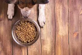 Food for Sensitive Stomach in Dogs