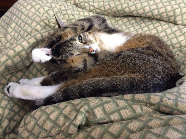 Why Does My Cat Clean Herself After I Pet Her