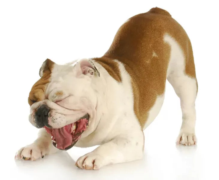 Kennel Cough in Dogs-Symptoms, Treatment & Prevention