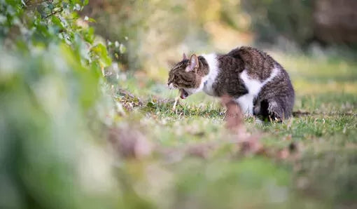 Vomiting in Cats: When to Worry