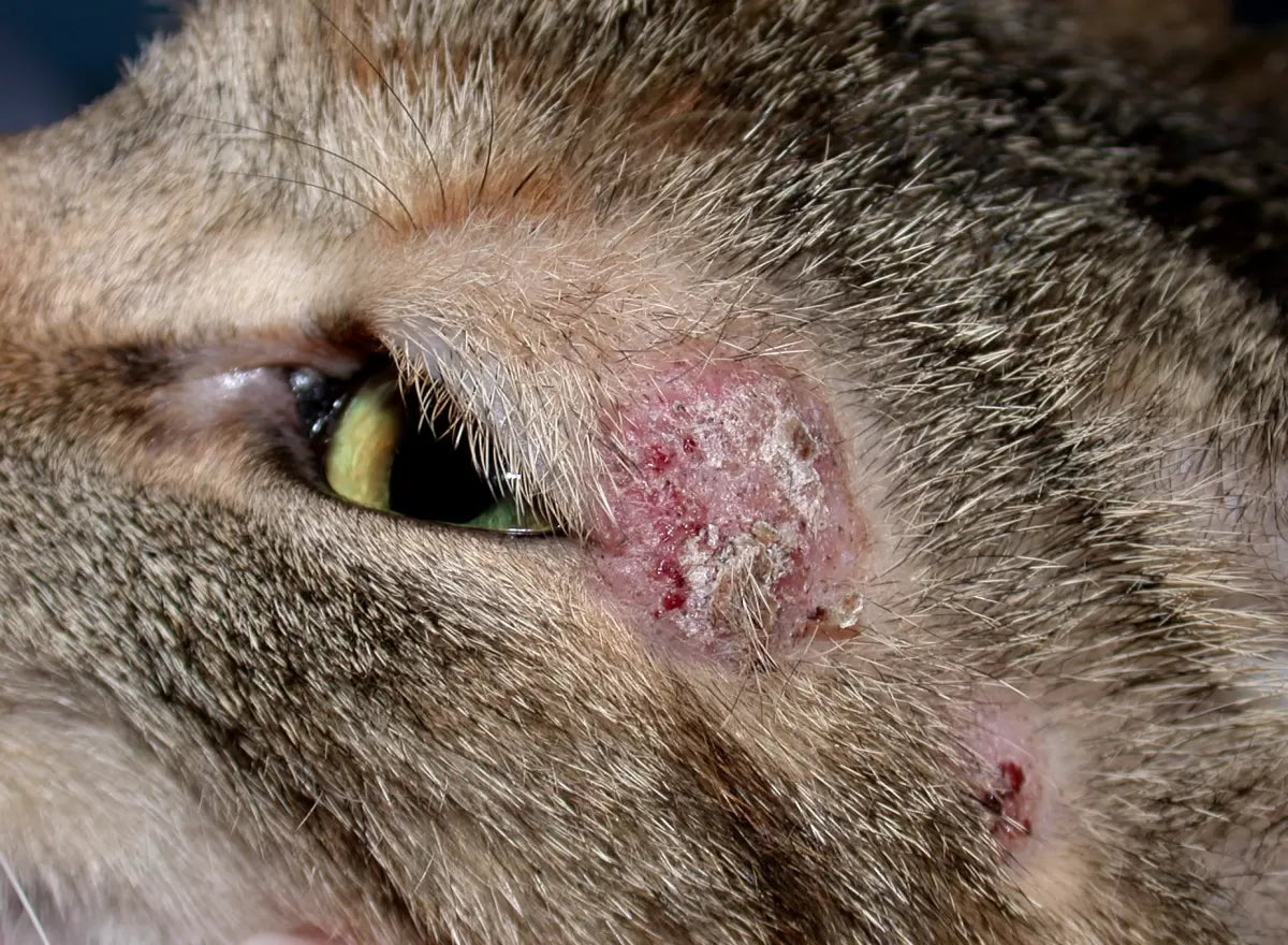 How Do Cats Get Ringworm