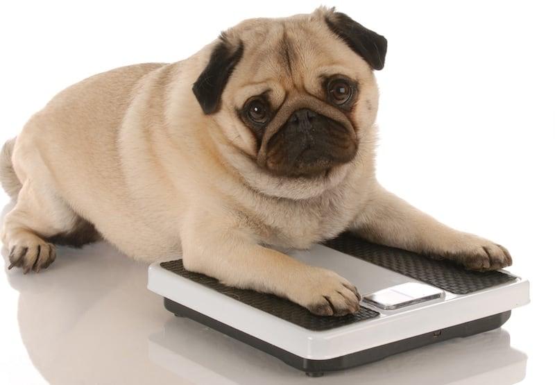 How to Help Dog Lose Weight