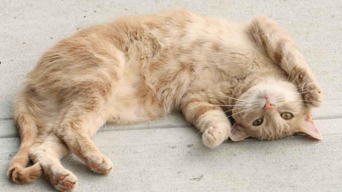 Do Male Cats Have Nipples
