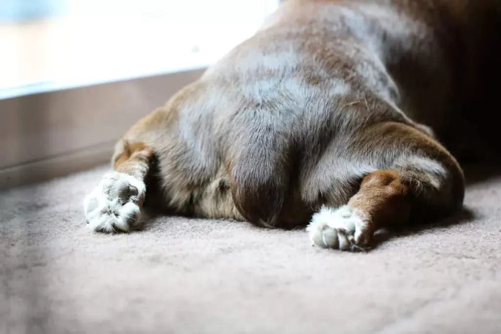 Understanding and Addressing Dog Scooting Butt